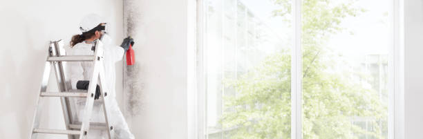 Best Emergency Mold Remediation  in Catonsville, MD